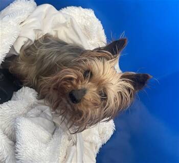 LOUIE -  Yorkshire Terrier Dog for Adoption in Dallas, Texas - LOUIE | PetCurious