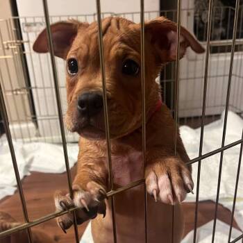 Rescue Mixed Breed Dogs for Adoption in Savannah, Georgia - Mallow | PetCurious
