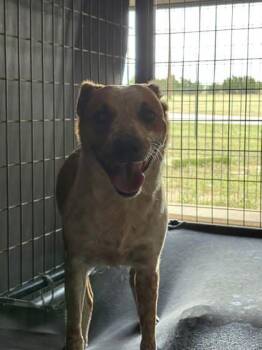 Rescue Mixed Breed Dogs for Adoption in Leander, Texas - Ruby | PetCurious
