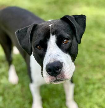 Nadia (Limited Vision) -  American Staffordshire Terrier Dog for Adoption in Lucedale, Mississippi - Nadia (Limited Vision) | PetCurious