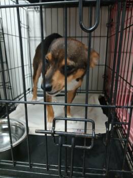 Fraidy -  Chihuahua Dog for Adoption in Fort Worth, Texas - Fraidy | PetCurious
