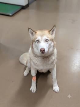 Brandy -  Husky Dog for Adoption in Springfield, Tennessee - Brandy | PetCurious