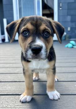 Pappa -  Labrador Retriever and Foxhound Dog for Adoption in Greenlawn, New York - Pappa | PetCurious