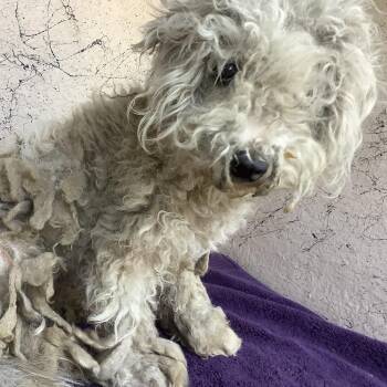 IVHS-Stray-140727 -  Miniature Poodle Dog for Adoption in San Gabriel, California - IVHS-Stray-140727 | PetCurious