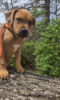 Labrador Retriever Dogs Available for Adoption in Muncie, Indiana - Lester | PetCurious
