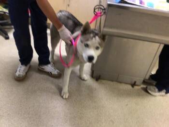 KODI -  Siberian Husky Dog for Adoption in Riverside, California - KODI | PetCurious