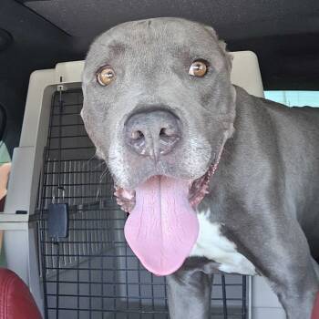Rescue Pit Bull Terrier and Cane Corso Dogs for Adoption in Apache Junction, Arizona - Steve | PetCurious