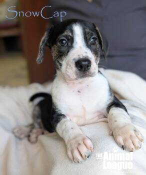 Beagle and Labrador Retriever Dogs Available for Adoption - SnowCap | PetCurious