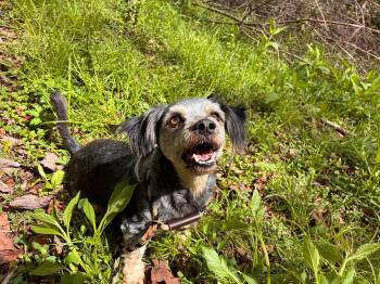 Schnauzer and Poodle Dogs Available for Adoption in Pacolet, South Carolina - Casper Mar 26 | PetCurious