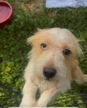 Whispy -  Terrier Dog for Adoption in Marshall, North Carolina - Whispy | PetCurious