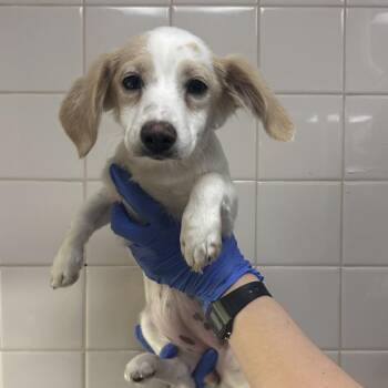 Tootsie -  Dachshund and Mixed Breed Dog for Adoption in Los Angeles, California - Tootsie | PetCurious