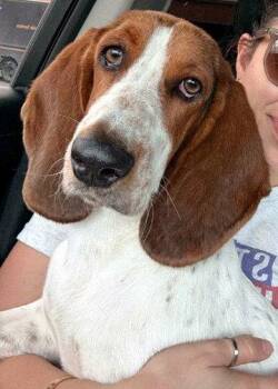 LUCY aka LULA -  Basset Hound Dog for Adoption in Hamilton, New Jersey - LUCY Aka LULA | PetCurious