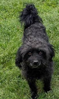 Poodle and Maltese Dogs Available for Adoption in Watertown, Connecticut - Benson | PetCurious
