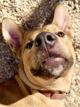 Roo -  Shepherd and Labrador Retriever Dog for Adoption in Cornwall, Connecticut - Roo | PetCurious