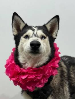 Husky and Mixed Breed Dogs Available for Adoption - Griswald | PetCurious