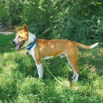 Frazier -  Basenji and Mixed Breed Dog for Adoption in Denison, Texas - Frazier | PetCurious