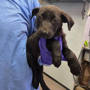 German Shepherd Dog and Mixed Breed Dogs Available for Adoption in Duncan, Oklahoma - Deedee | PetCurious