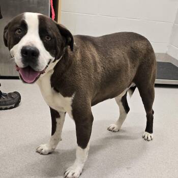 Rescue Pit Bull Terrier Dogs for Adoption in Lindenhurst, New York - 25-228 Tyson | PetCurious