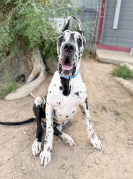 Draco -  Great Dane Dog for Adoption in Severance, Colorado - Draco | PetCurious