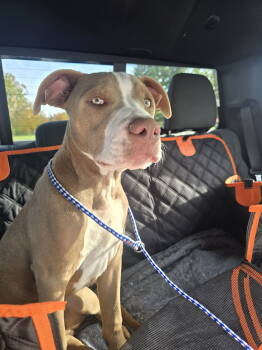 Rescue Pit Bull Terrier Dogs for Adoption in Ashville, Ohio - Neo | PetCurious