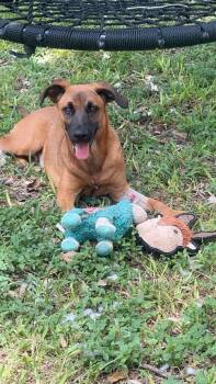 Bo -  Shepherd and Beagle Dog for Adoption in VERNON ROCKVL, Connecticut - Bo | PetCurious