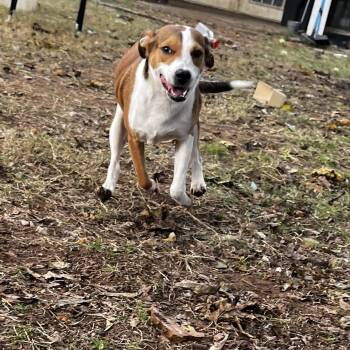 Rescue Mixed Breed Dogs for Adoption in Pottsboro, Texas - Tang | PetCurious