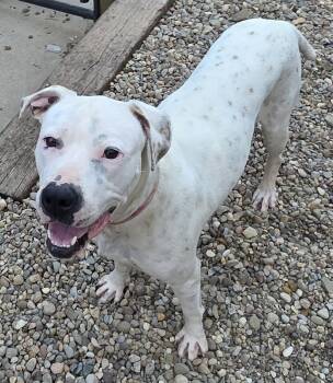 Pit Bull Terrier Dogs Available for Adoption in Woodsfield, Ohio - Baby | PetCurious