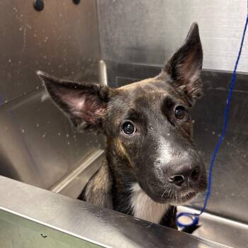 Abby -  Mixed Breed Dog for Adoption in Calverton, New York - Abby | PetCurious