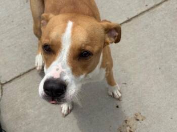 Pit Bull Terrier and Labrador Retriever Dogs Available for Adoption in Tulsa, Oklahoma - KULA | PetCurious