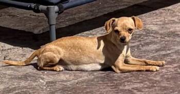 Chihuahua Dogs Available for Adoption in Albuquerque, New Mexico - Oakley | PetCurious