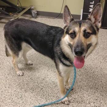 Gunner -  German Shepherd Dog Dog for Adoption in Cedar Rapids, Iowa - Gunner | PetCurious