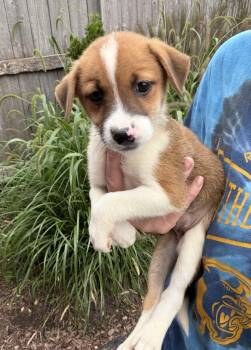 Daffodil -  Golden Retriever Dog for Adoption in Bull Valley, Illinois - Daffodil | PetCurious