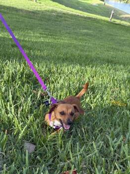 Dachshund and Chihuahua Dogs Available for Adoption in Alafaya, Florida - Charla | PetCurious
