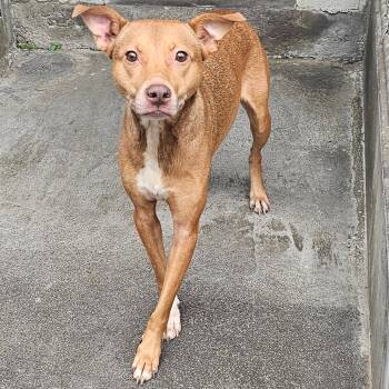 Rescue Mixed Breed Dogs for Adoption in Volcano, Hawaii - Amun (Ah-moon) | PetCurious