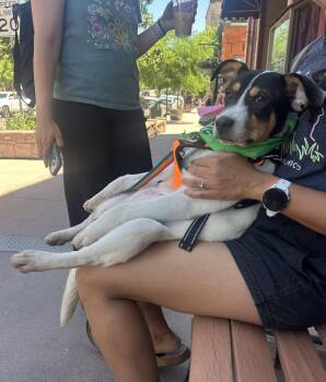 Blue #4 -  Labrador Retriever Dog for Adoption in Denver, Colorado - Blue #4 | PetCurious