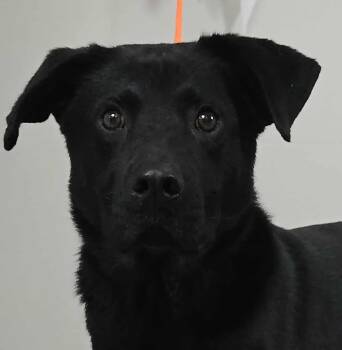 Rescue Shepherd Dogs for Adoption in Newport, Tennessee - Kevin | PetCurious