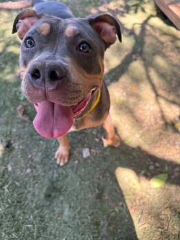 Moxie -  American Staffordshire Terrier and Catahoula Leopard Dog Dog for Adoption in Ramona, California - Moxie | PetCurious
