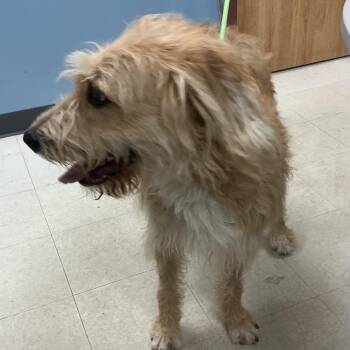 Keno -  Poodle Dog for Adoption in Saint Joseph, Missouri - Keno | PetCurious