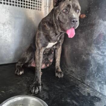 Little Mama -  Cane Corso Dog for Adoption in Helena, Alabama - Little Mama | PetCurious
