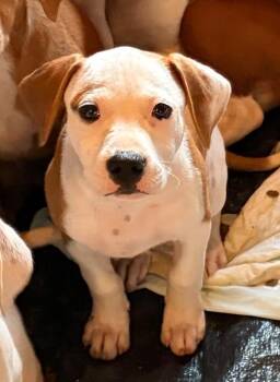 Flounder -  Mixed Breed Dog for Adoption in St. Augustine, Florida - Flounder | PetCurious
