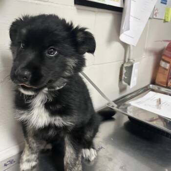 Flotsam -  Border Collie and Shepherd Dog for Adoption in Birmingham, Alabama - Flotsam | PetCurious