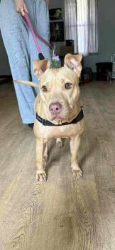 Rescue Pit Bull Terrier Dogs for Adoption in Deltona, Florida - Sugar | PetCurious
