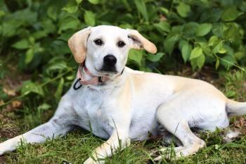 Jake the Snake in NH. Come Meet our Adoptable Dogs Wednesday-Sat -  Yellow Labrador Retriever Dog for Adoption in Manchester, New Hampshire - Jake The Snake In NH. Come Meet Our Adoptable Dogs Wednesday-Sat | PetCurious