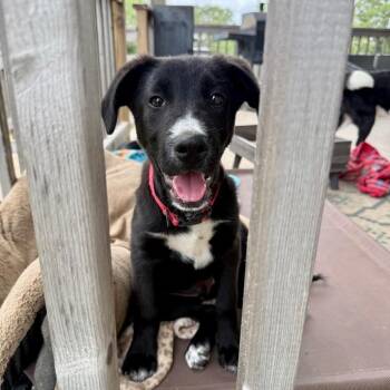 Border Collie and Black Labrador Retriever Dogs Available for Adoption in The Woodlands, Texas - Cassian | PetCurious