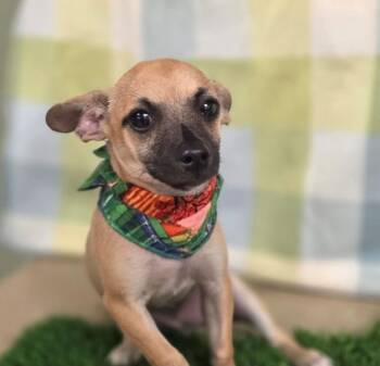Tucker -  Chihuahua and Terrier Dog for Adoption in Lemoore, California - Tucker | PetCurious