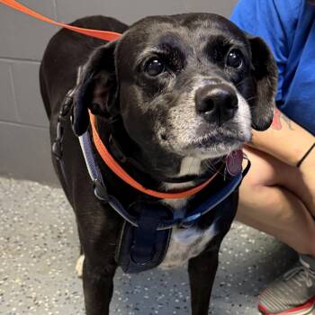 Magic -  Labrador Retriever and Mixed Breed Dog for Adoption in Tuscaloosa, Alabama - Magic | PetCurious