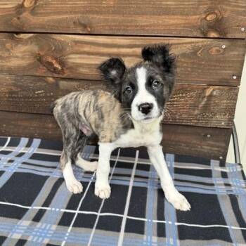 Sadler -  Collie and Terrier Dog for Adoption in Carencro, Louisiana - Sadler | PetCurious