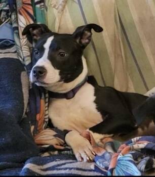 Terrier Dogs Available for Adoption in Houston, Texas - Blythe | PetCurious