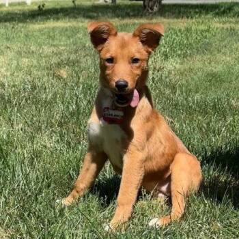 Retriever Dogs Available for Adoption in Wake Forest, North Carolina - Casablanca | PetCurious