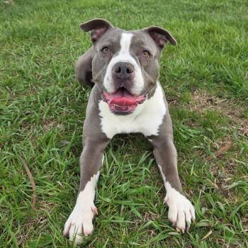Pit Bull Terrier and Boxer Dogs Available for Adoption in Pontiac, Illinois - Krakatoa | PetCurious